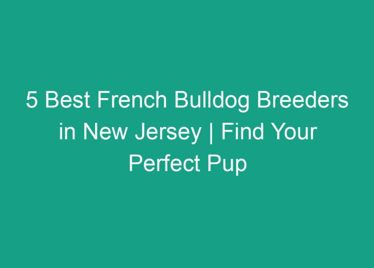 5 Best French Bulldog Breeders in New Jersey | Find Your Perfect Pup