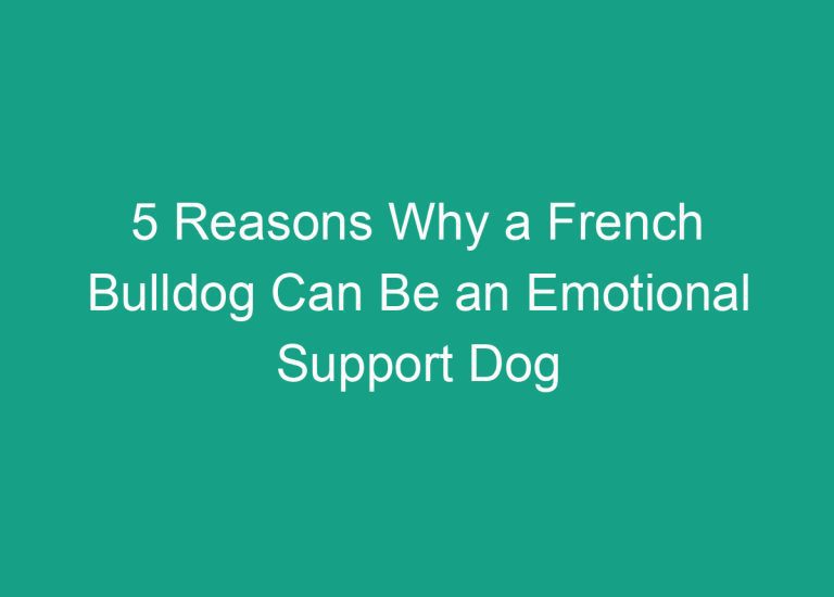 5 Reasons Why a French Bulldog Can Be an Emotional Support Dog