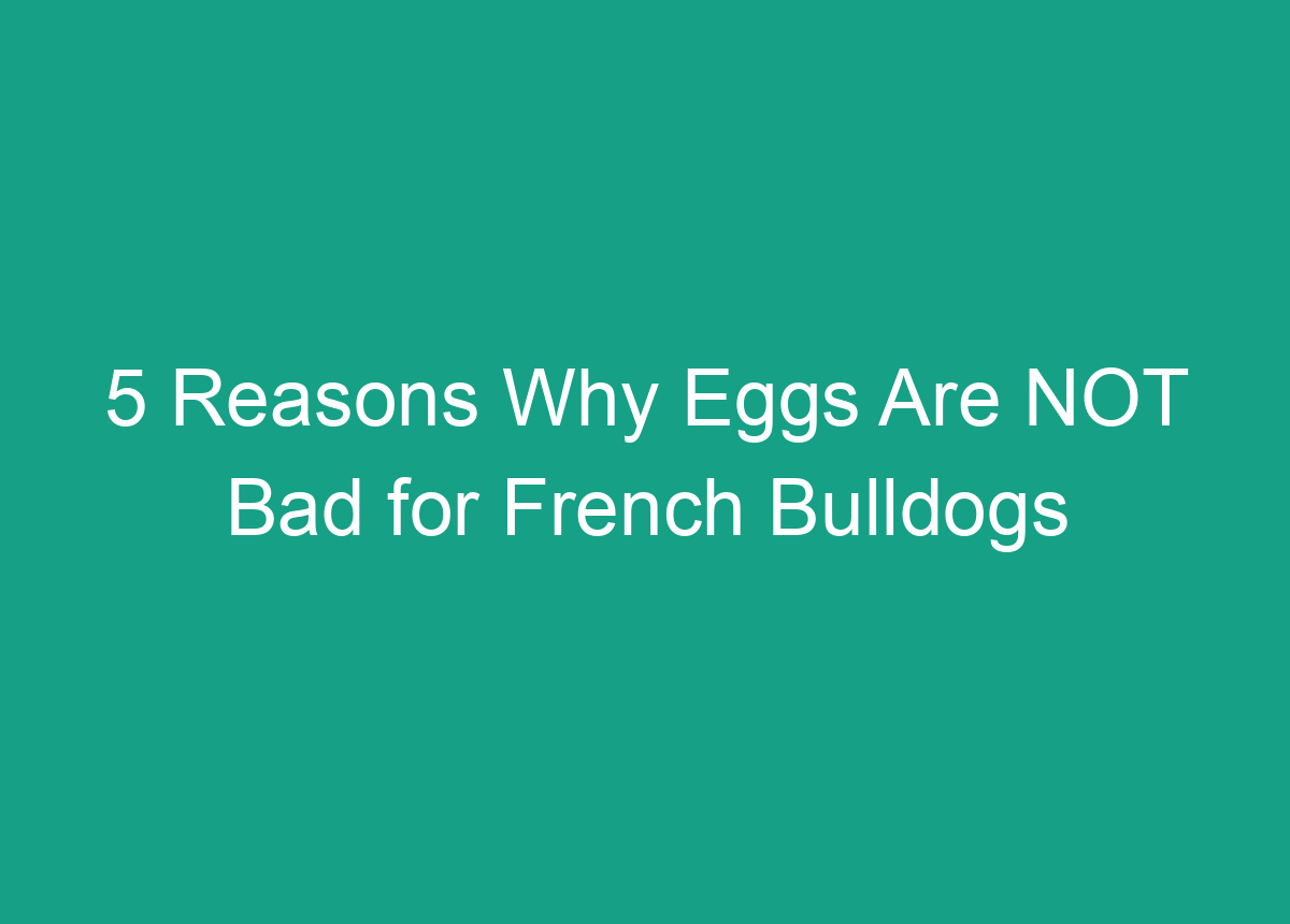 5 Reasons Why Eggs Are NOT Bad For French Bulldogs