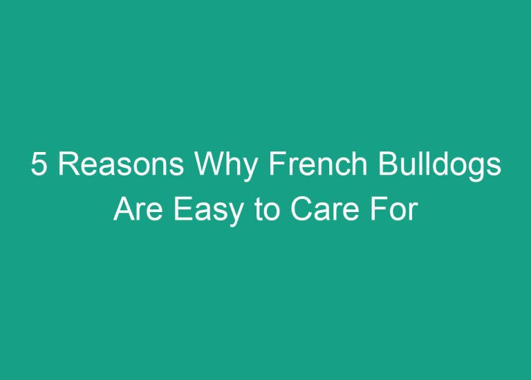 5 Reasons Why French Bulldogs Are Easy to Care For