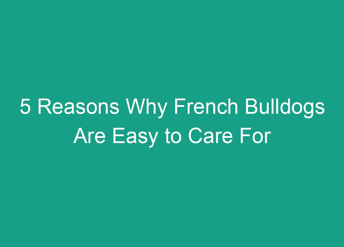 5 Reasons Why French Bulldogs Are Easy To Care For