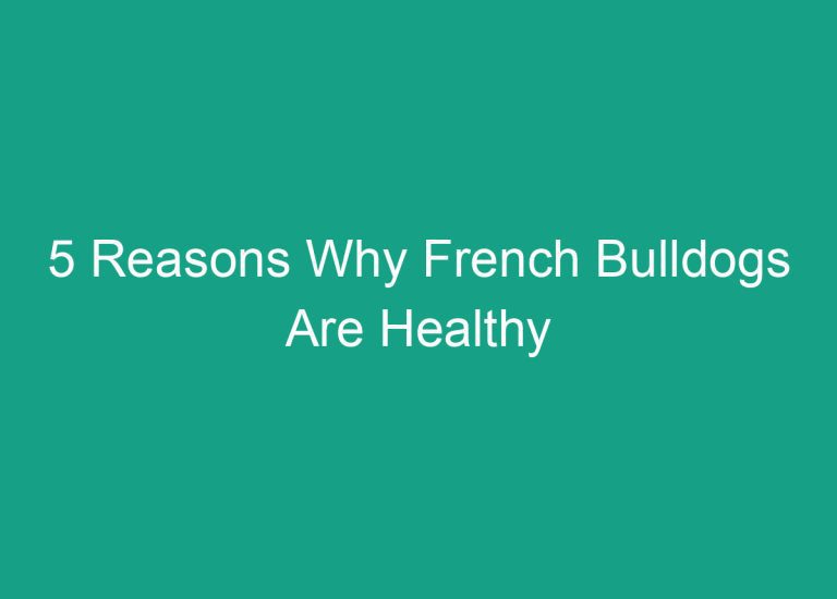 5 Reasons Why French Bulldogs Are Healthy