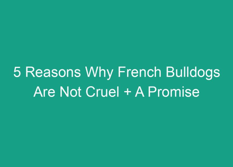 5 Reasons Why French Bulldogs Are Not Cruel + A Promise