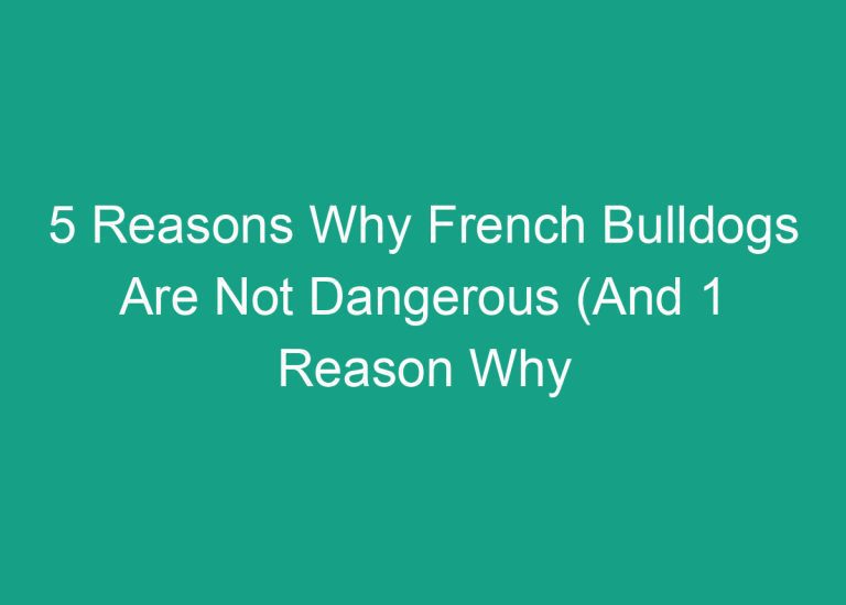 5 Reasons Why French Bulldogs Are Not Dangerous (And 1 Reason Why They Might Be)