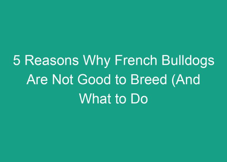 5 Reasons Why French Bulldogs Are Not Good to Breed (And What to Do Instead)