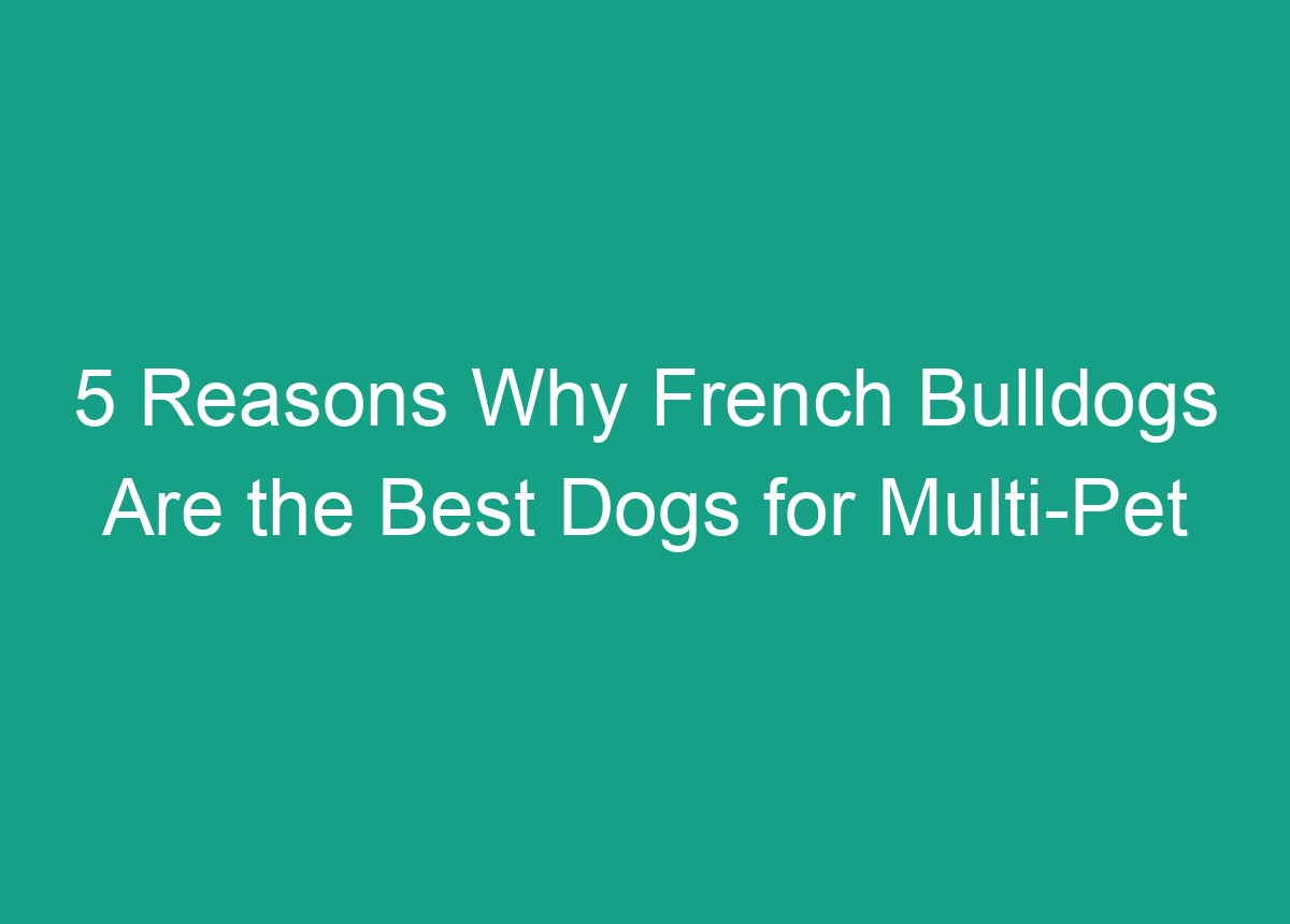 5 Reasons Why French Bulldogs Are The Best Dogs For MultiPet Households