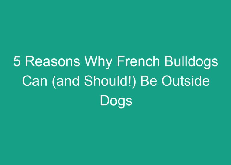 5 Reasons Why French Bulldogs Can (and Should!) Be Outside Dogs