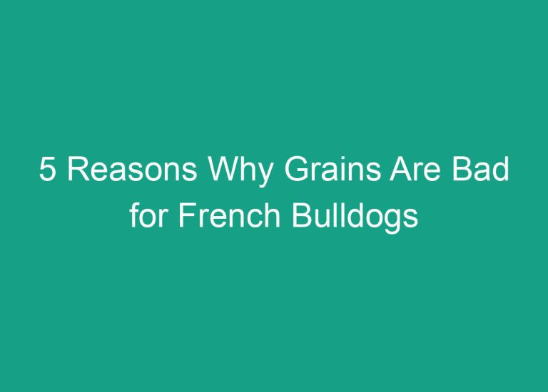 5 Reasons Why Grains Are Bad for French Bulldogs