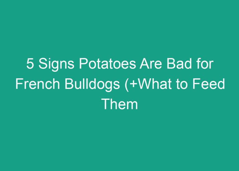 5 Signs Potatoes Are Bad for French Bulldogs (+What to Feed Them Instead)