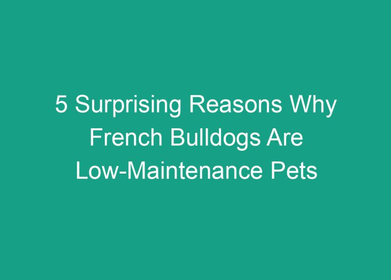 5 Surprising Reasons Why French Bulldogs Are Low-Maintenance Pets