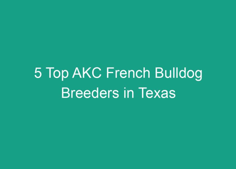 5 Top AKC French Bulldog Breeders in Texas