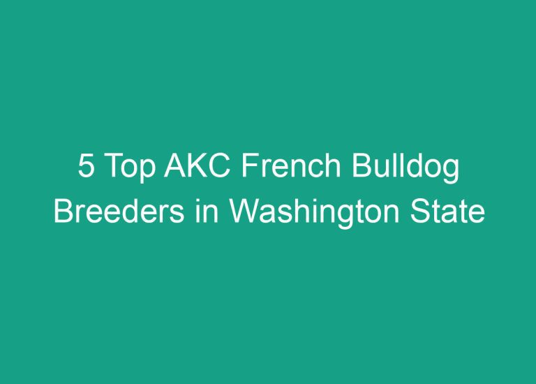 5 Top AKC French Bulldog Breeders in Washington State