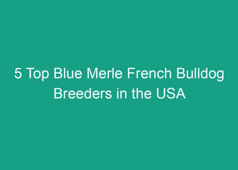 5 Top Blue Merle French Bulldog Breeders in the USA