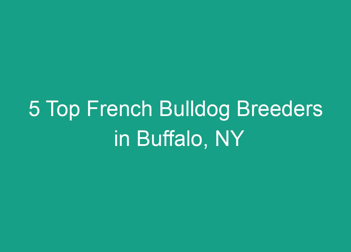 5 Top French Bulldog Breeders In Buffalo, NY