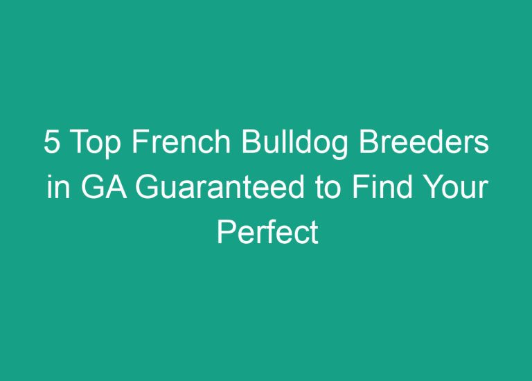 5 Top French Bulldog Breeders in GA Guaranteed to Find Your Perfect Pup