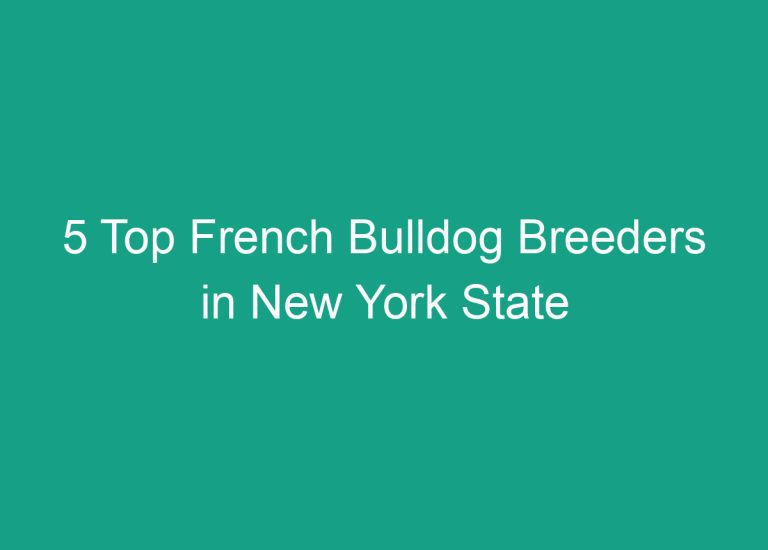 5 Top French Bulldog Breeders in New York State