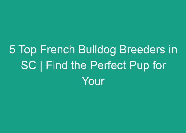 5 Top French Bulldog Breeders in SC | Find the Perfect Pup for Your Family