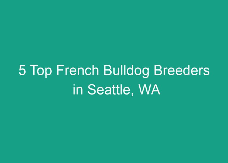 5 Top French Bulldog Breeders in Seattle, WA