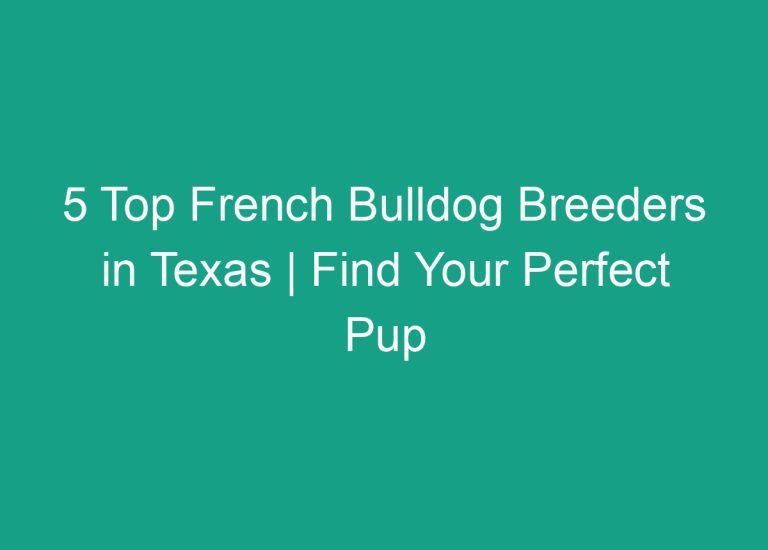 5 Top French Bulldog Breeders in Texas | Find Your Perfect Pup