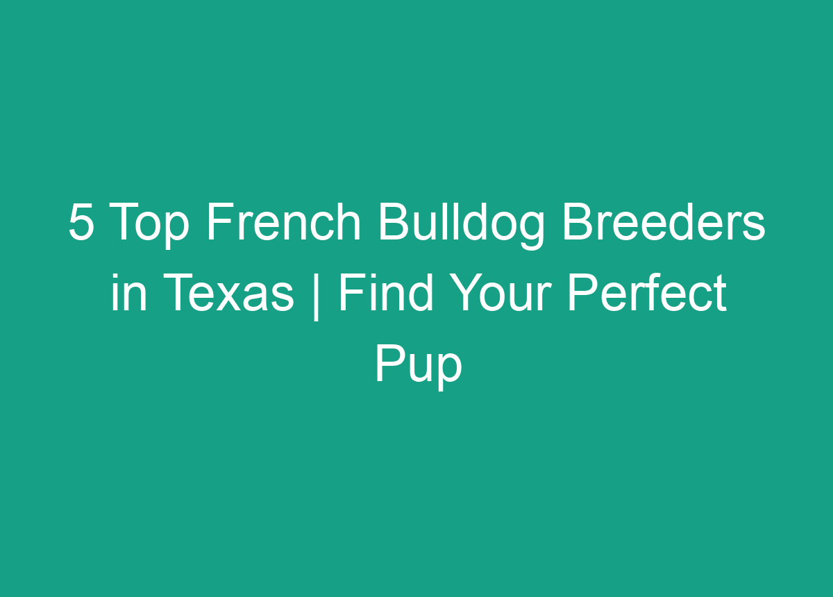 5 Top French Bulldog Breeders In Texas | Find Your Perfect Pup