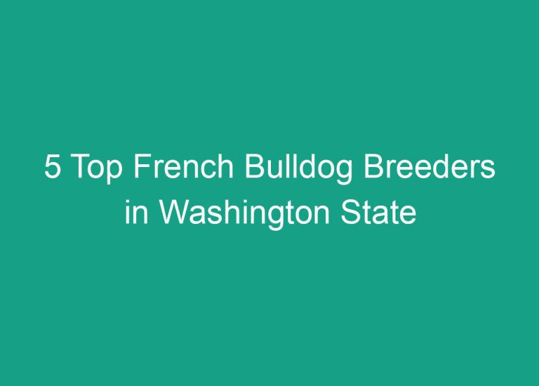 5 Top French Bulldog Breeders in Washington State