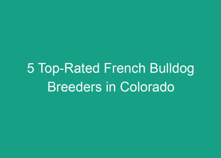 5 Top-Rated French Bulldog Breeders in Colorado