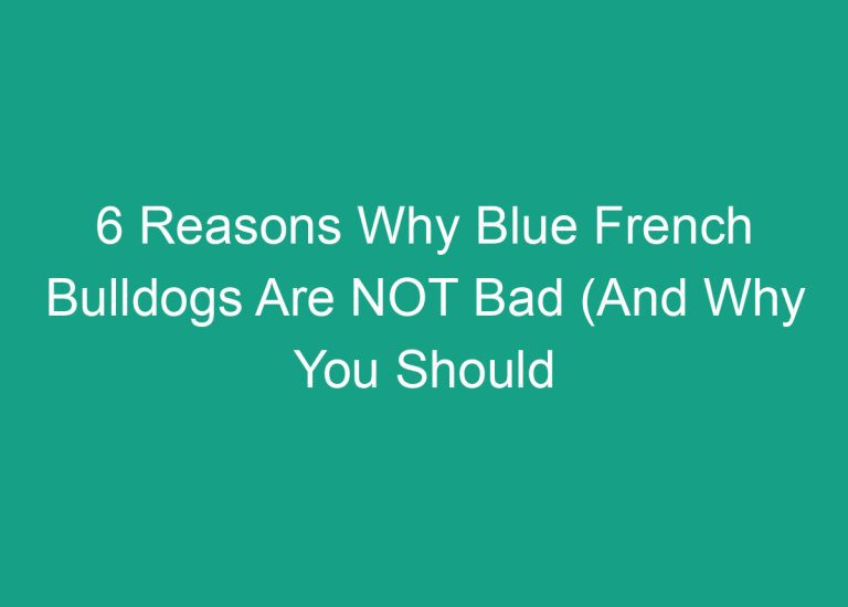 6 Reasons Why Blue French Bulldogs Are NOT Bad (And Why You Should Get One)