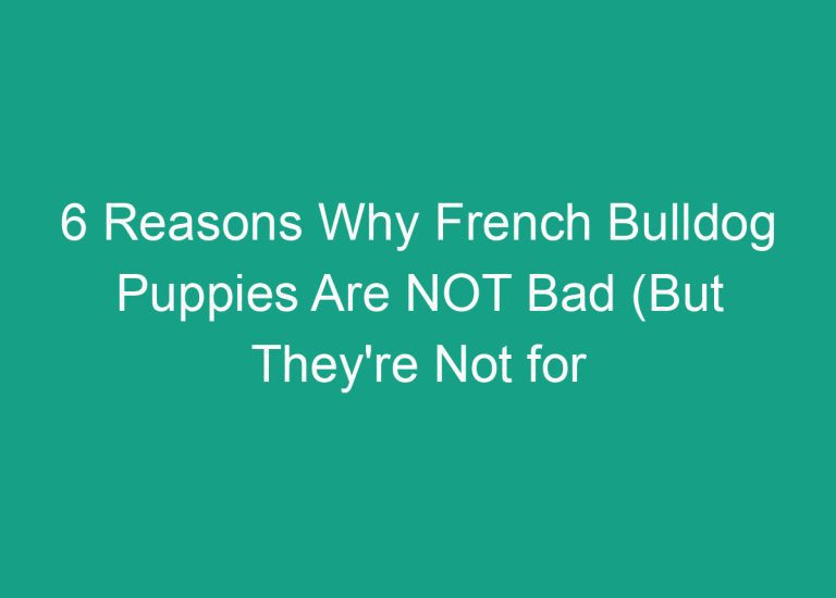 6 Reasons Why French Bulldog Puppies Are NOT Bad (But They’re Not for Everyone)