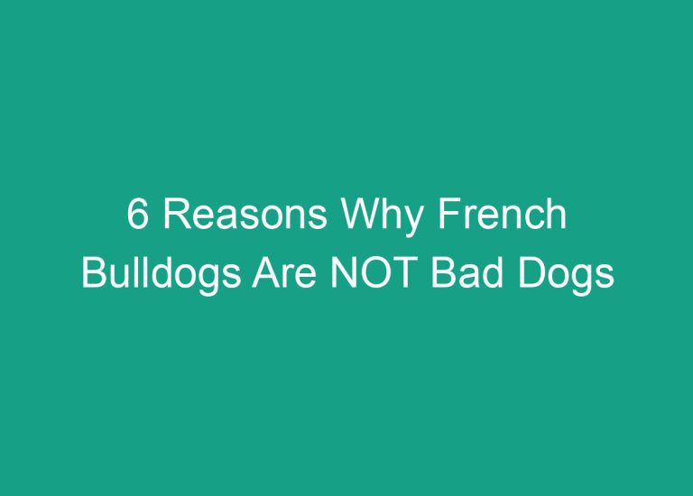 6 Reasons Why French Bulldogs Are NOT Bad Dogs