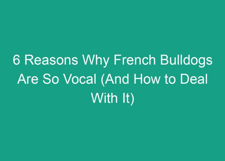 6 Reasons Why French Bulldogs Are So Vocal (And How to Deal With It)