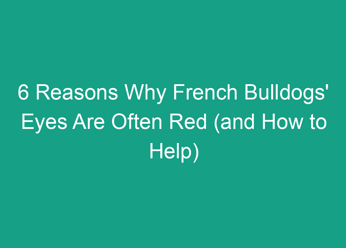 6 Reasons Why French Bulldogs' Eyes Are Often Red (and How To Help)