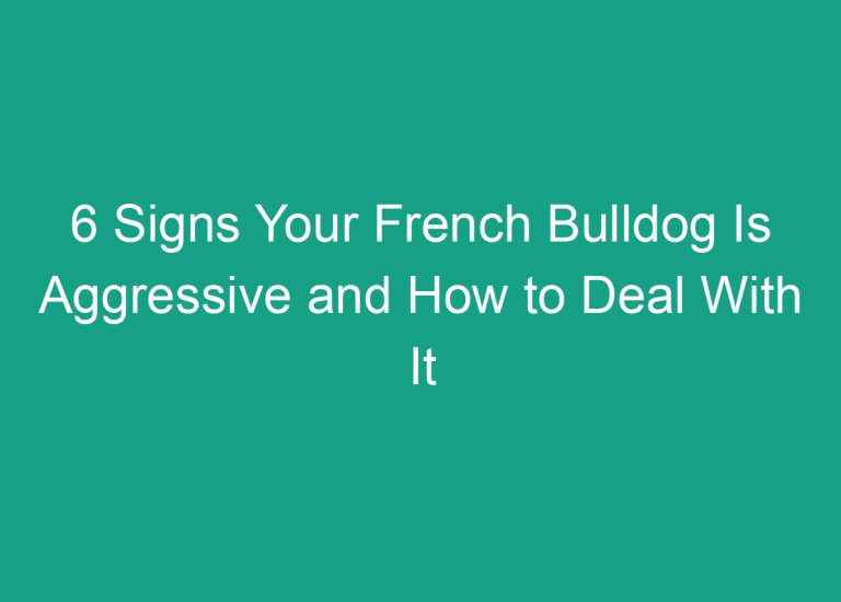 6 Signs Your French Bulldog Is Aggressive and How to Deal With It