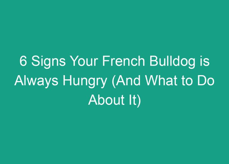 6 Signs Your French Bulldog is Always Hungry (And What to Do About It)