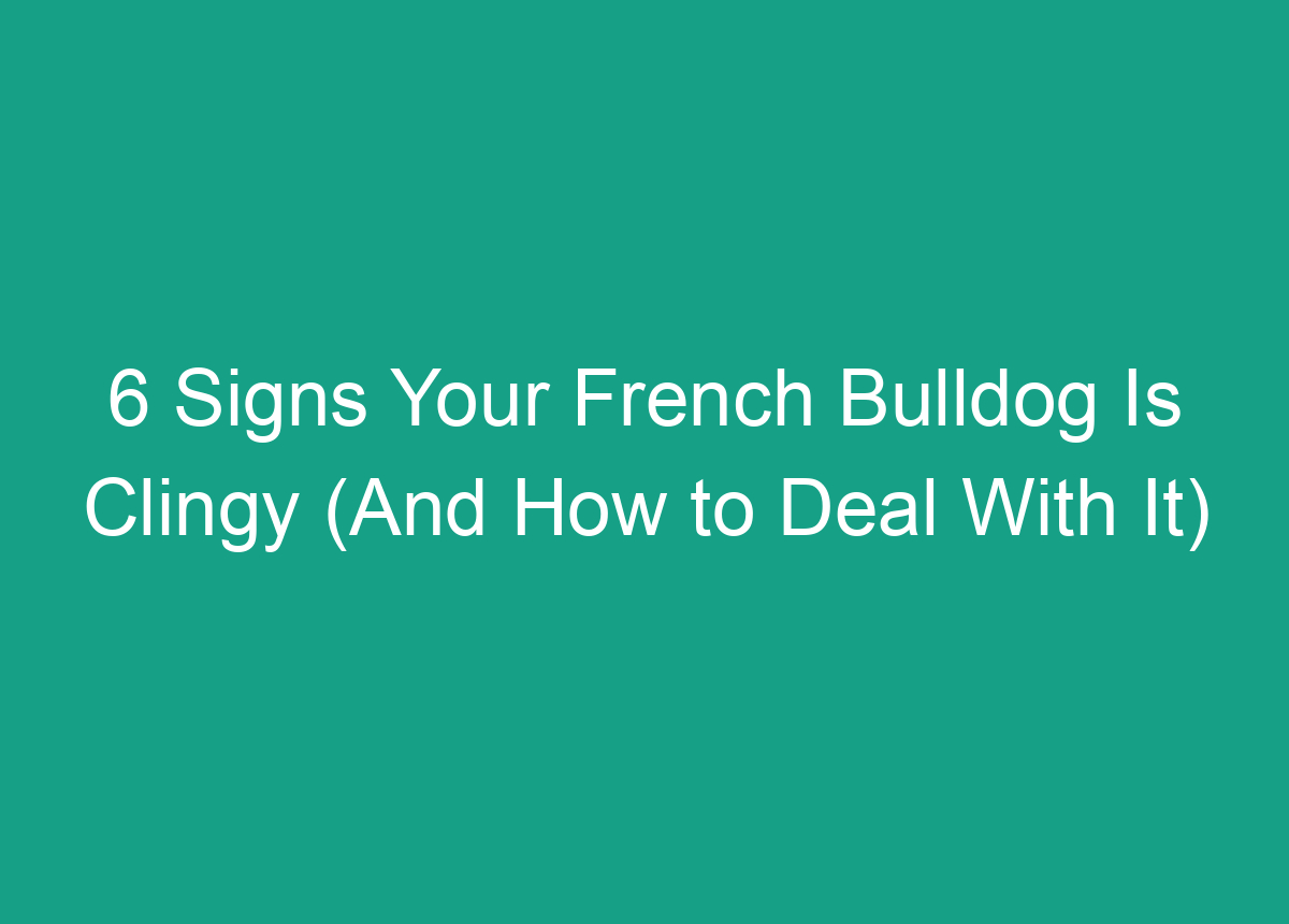 6 Signs Your French Bulldog Is Clingy (and How To Deal With It)