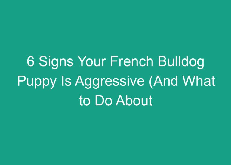 6 Signs Your French Bulldog Puppy Is Aggressive (And What to Do About It)