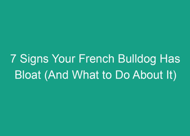 7 Signs Your French Bulldog Has Bloat (And What to Do About It)