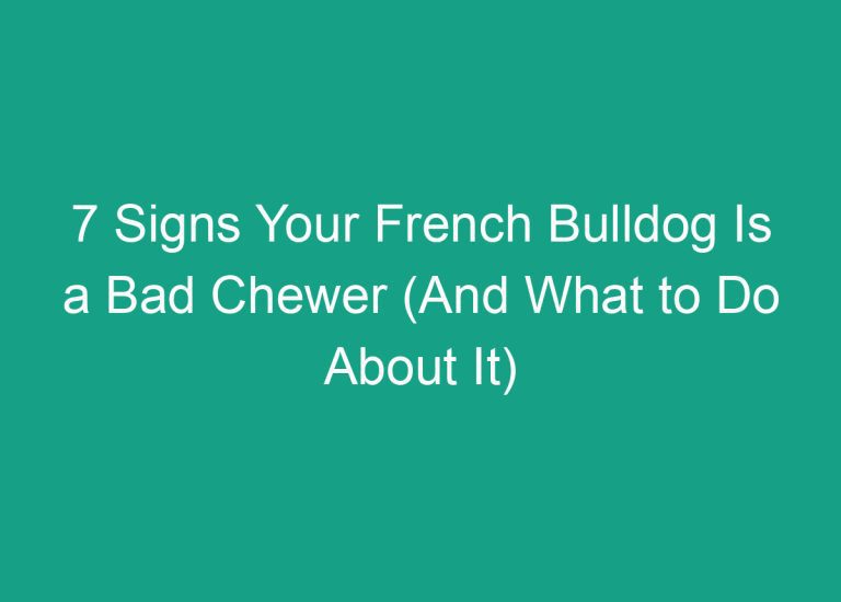 What Is A French Bulldog Mixed With [Resolved]