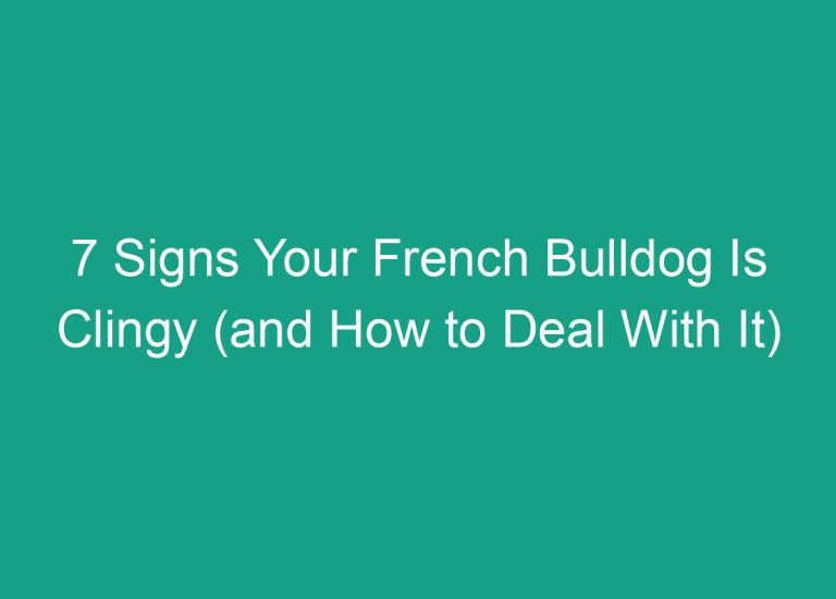 7 Signs Your French Bulldog Is Clingy (and How to Deal With It)