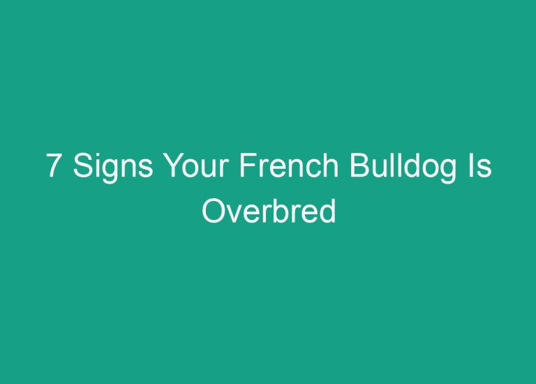 7 Signs Your French Bulldog Is Overbred