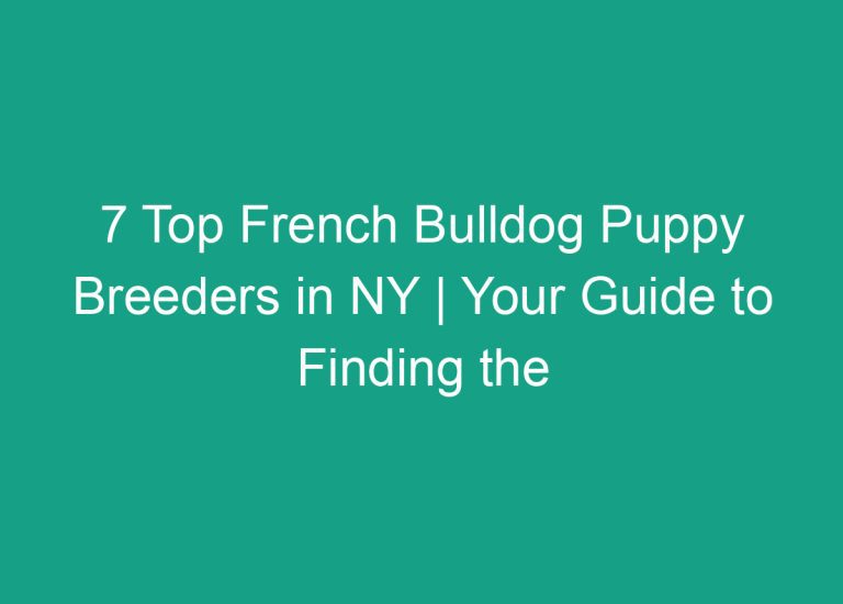 7 Top French Bulldog Puppy Breeders in NY | Your Guide to Finding the Perfect Pup