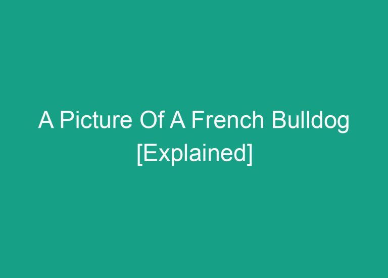 A Picture Of A French Bulldog [Explained]
