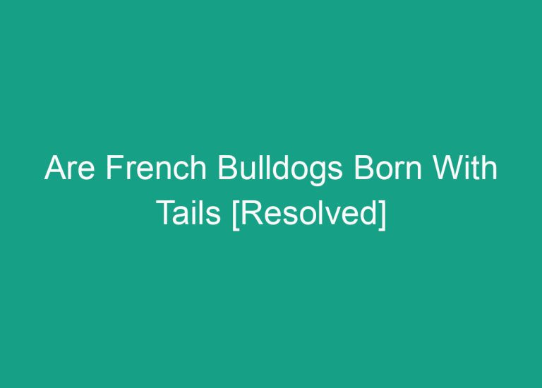 Are French Bulldogs Born With Tails [Resolved]