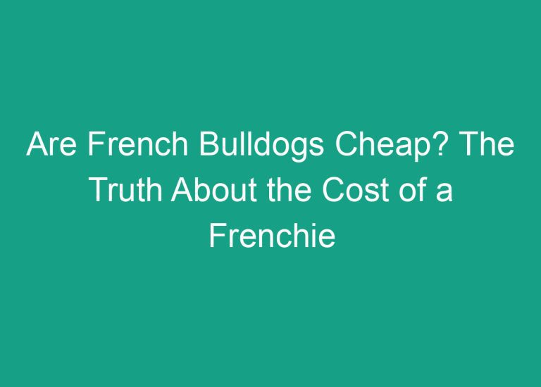 Are French Bulldogs Cheap? The Truth About the Cost of a Frenchie