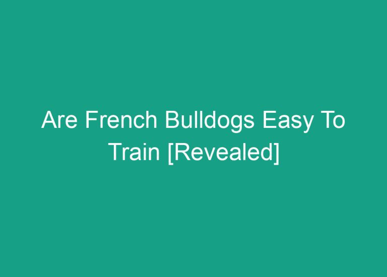 Are French Bulldogs Easy To Train [Revealed]