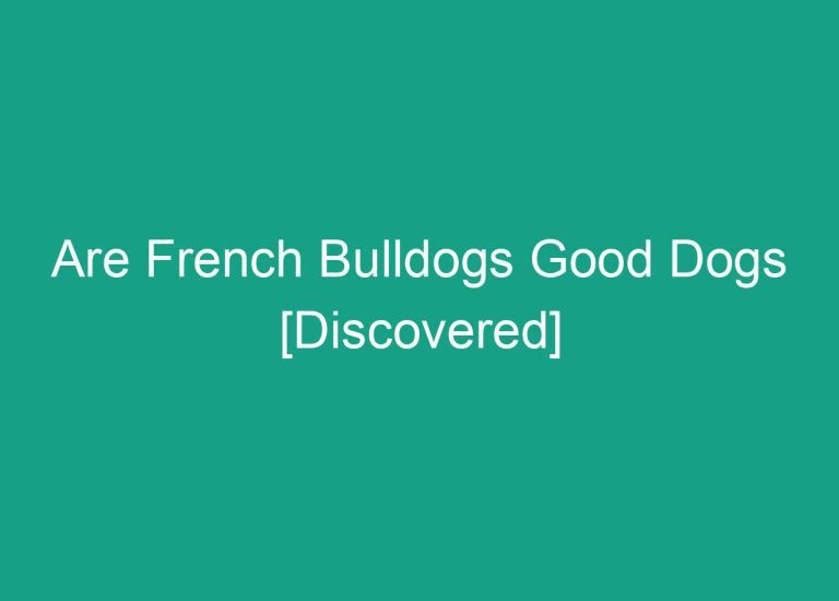 Are French Bulldogs Good Dogs [Discovered]