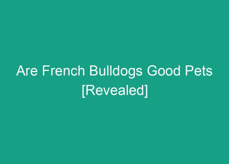 Are French Bulldogs Good Pets [Revealed]