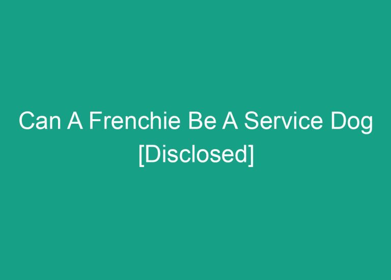 Can A Frenchie Be A Service Dog [Disclosed]