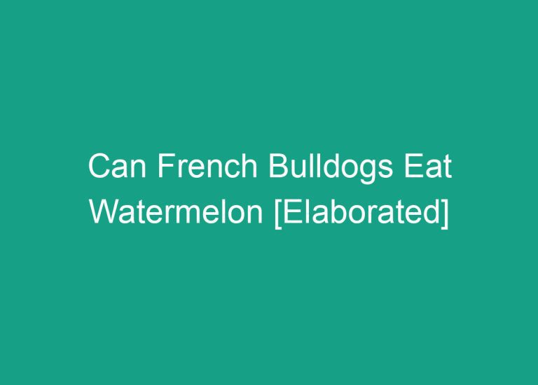 Can French Bulldogs Eat Watermelon [Elaborated]