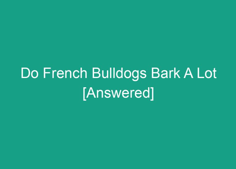 Do French Bulldogs Bark A Lot [Answered]
