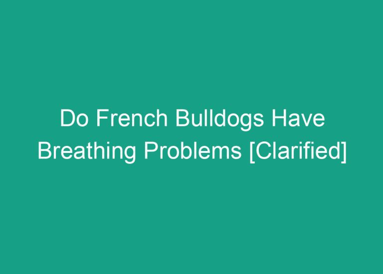 Do French Bulldogs Have Breathing Problems [Clarified]